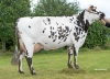 DOSE TAUREAU RAPHAELO - NFR1444718158 - 5697592
