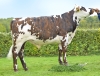 DOSE TAUREAU SCOUT - NFR1444718289 - 5698844