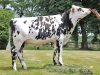 DOSE SEXEE FEM 90 TAUREAU MONTBLANC - XFR1446554599 - 5691297