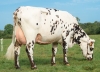 DOSE SEXEE FEM 90 TAUREAU MONTBLANC - XFR1446554599 - 5691297