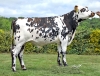 DOSE TAUREAU SALAMBO - NFR1448373482 - 5698845