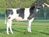 DOSE TAUREAU SIENNE P - NFR1451886064 - 66A0073