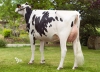 DOSE TAUREAU ORTEGA - NFR1452582954 - 6694005