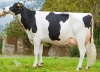 DOSE TAUREAU OLDBOY - NFR1452583103 - 6695068