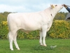 DOSE TAUREAU SEQUOIA - NFR1452713516 - 5698847