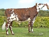 DOSE TAUREAU REDEMPTO - NFR1453361271 - 5697277