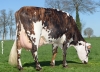 DOSE TAUREAU REDEMPTO - NFR1453361271 - 5697277