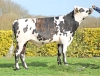 DOSE TAUREAU ROISOLEIL - NFR1453361290 - 5698202