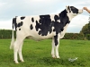 DOSE TAUREAU JEXTER - NFR1535103098 - 6687892