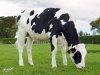 DOSE TAUREAU JEXTER - NFR1535103098 - 6687892