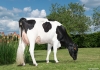 DOSE TAUREAU NABAB - NFR1537092861 - 6691904