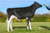 DOSE TAUREAU URASKA - NFR1543206874 - 66A3154