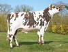 DOSE TAUREAU PITCHOULI - NFR1729544244 - 5696584