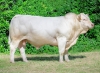 DOSE TAUREAU UNVRAI - NFR1812094802 - 38A4019