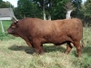 DOSE TAUREAU CANTAL - NFR1932693446 - 2387791