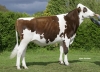 DOSE TAUREAU DIPRED ISY - NFR2211467455 - 6677179