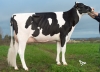 DOSE TAUREAU MAYFEST - NFR2211468477 - 6691417