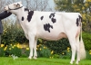 DOSE TAUREAU SORBON RF - NFR2211469282 - 66A0205
