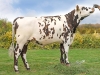 DOSE TAUREAU NUTRIGEN - NFR2213516711 - 5692903