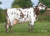 DOSE TAUREAU NUTRIGEN - NFR2213516711 - 5692903