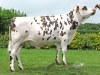 DOSE TAUREAU ORGANDI - NFR2213516855 - 5694125