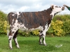 DOSE TAUREAU ORANGER - NFR2213516860 - 5694126