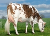 DOSE TAUREAU OLEASTRE - NFR2213516894 - 5694611