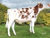 DOSE TAUREAU OMILK RED - NFR2213516915 - 6694184