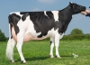 DOSE TAUREAU OMEYER P - NFR2213516959 - 6694518