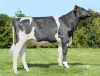 DOSE TAUREAU PALMA P - NFR2213517149 - 6695391