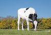 DOSE TAUREAU PINKFLOYD - NFR2213517300 - 6696166