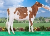 DOSE TAUREAU OKAIDI RED - NFR2215668248 - 6694519
