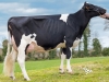 DOSE TAUREAU HURION ISY - NFR2216892431 - 6685121