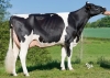 DOSE TAUREAU HURION ISY - NFR2216892431 - 6685121