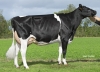DOSE TAUREAU HURION ISY - NFR2216892431 - 6685121