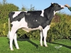 DOSE TAUREAU OSSEGORD - NFR2219063048 - 6694185