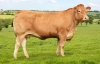 DOSE TAUREAU JAUREL - NFR2219275619 - 3489628