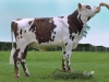 DOSE TAUREAU MANGO - NFR2226386140 - 5690540
