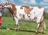 DOSE TAUREAU MANGO - NFR2226386140 - 5690540