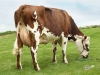 DOSE TAUREAU LUNIVERS - NFR2226516355 - 5689700