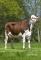 DOSE TAUREAU LUNIVERS - NFR2226516355 - 5689700