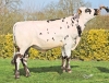 DOSE TAUREAU ROSAMBO - NFR2226789212 - 5698203