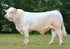 DOSE TAUREAU NOZAY - NFR2227166746 - 3894598