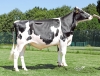 DOSE TAUREAU OURRA P - NFR2227564233 - 6695071