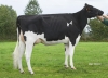 DOSE TAUREAU JAIPUR - NFR2229184136 - 6687359