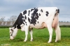 DOSE TAUREAU JAIPUR - NFR2229184136 - 6687359
