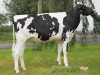 DOSE TAUREAU JALOUSY - NFR2229184197 - 6688314