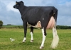 DOSE TAUREAU LOUXOR - NFR2229184217 - 6688343