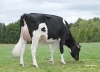 DOSE TAUREAU LOUXOR - NFR2229184217 - 6688343