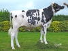 DOSE TAUREAU OUED - NFR2229184563 - 6694013